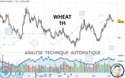 WHEAT - 1H