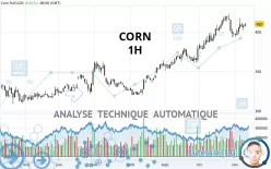 CORN - 1H