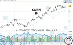 CORN - 1H