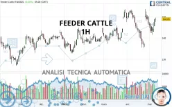 FEEDER CATTLE - 1H