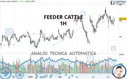 FEEDER CATTLE - 1H