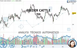 FEEDER CATTLE - 1H