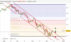 FEEDER CATTLE - 4H